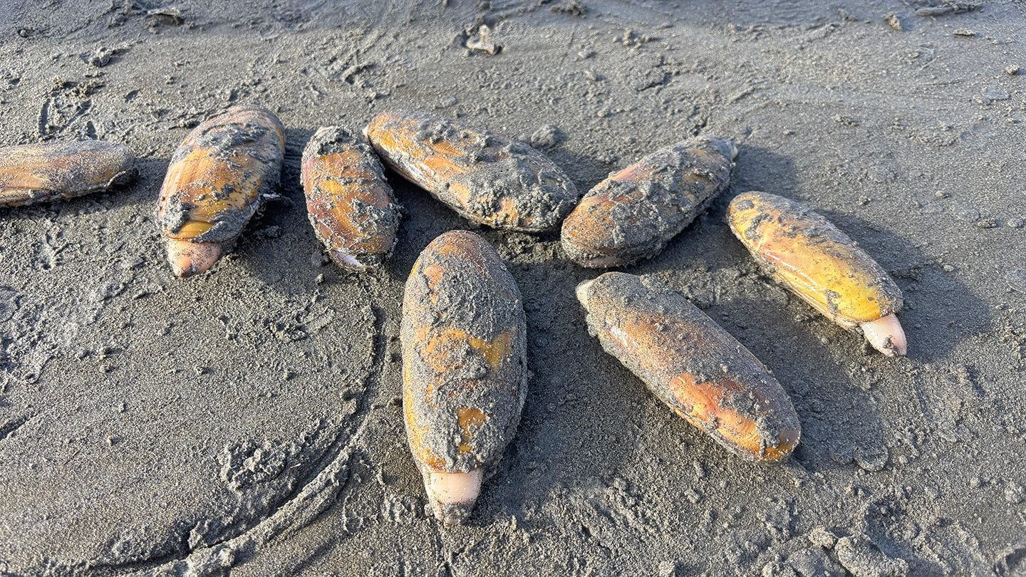 Long Beach Razor Clam Festival April 17th-18th