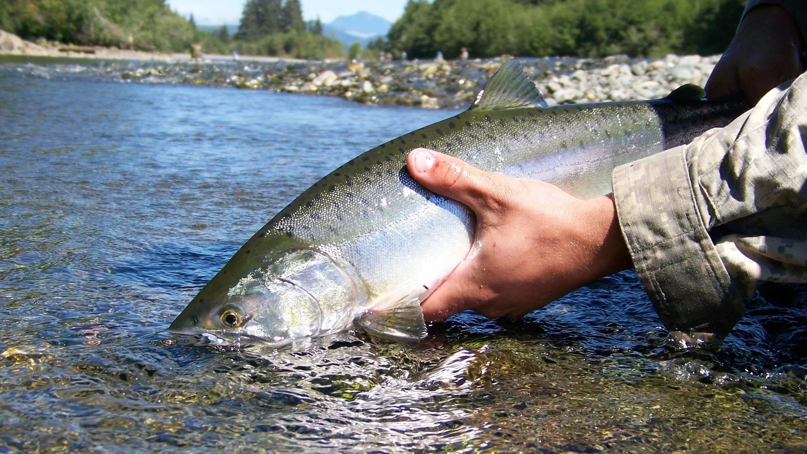 What you need to catch Pink Salmon in Washington's Rivers