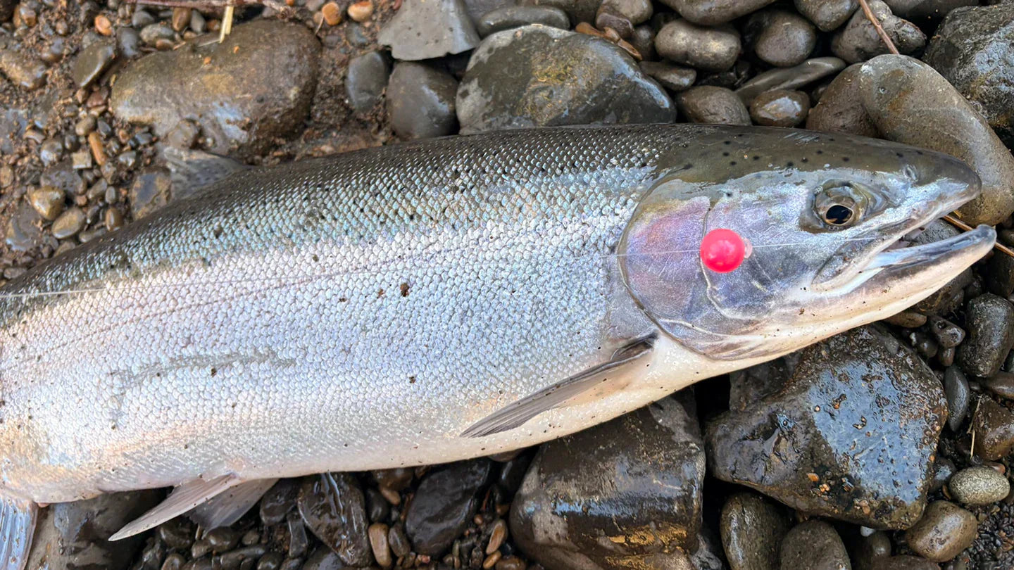 Willapa River & Coast Steelhead Seasons set for Winter 2025-26