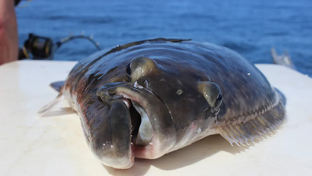 Halibut Rigging: Spin N Glo Skirt & Spreader Bar Setup