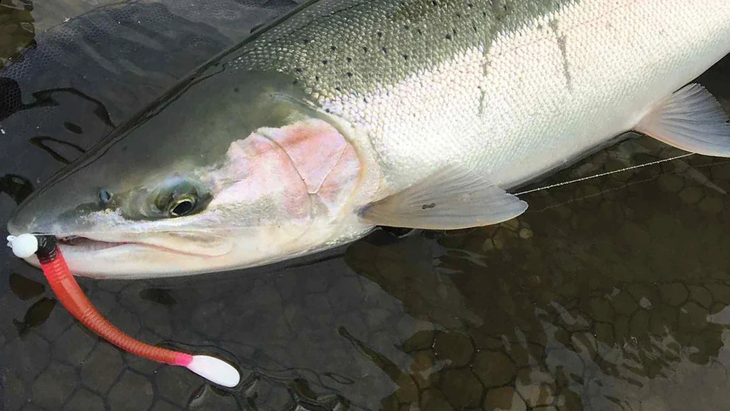 North Coast Steelhead Seasons set for Winter 2025-26
