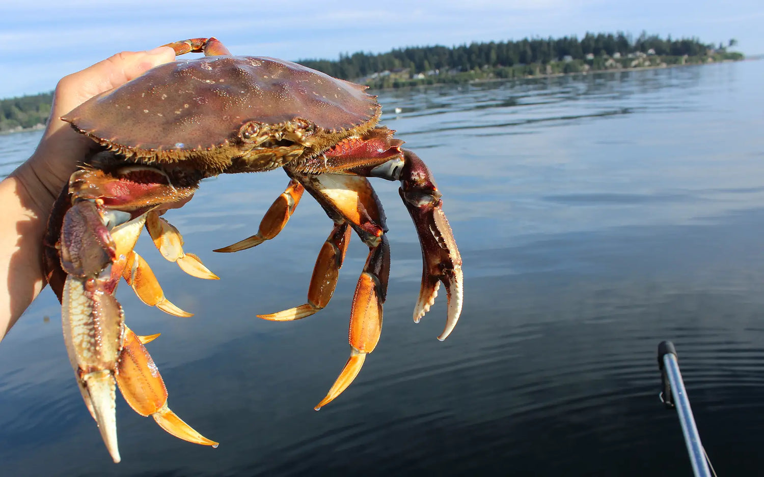 Crabbing in Puget Sound