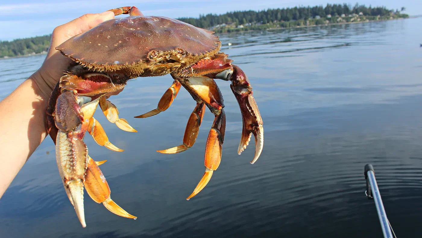 The Puget Sound 2025 Summer Crabbing Season kicks off on July 3rd