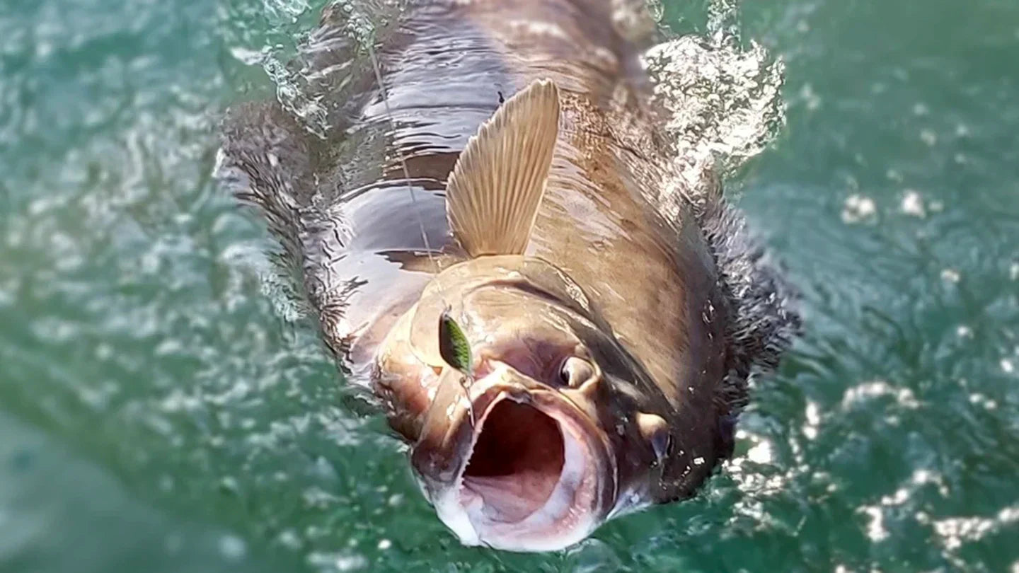 Halibut Fishing in Sekiu, Port Angeles & Sequim opens April 2nd