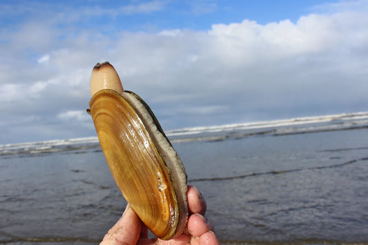 More Razor Clamming starts March 8 on the Washington Coast