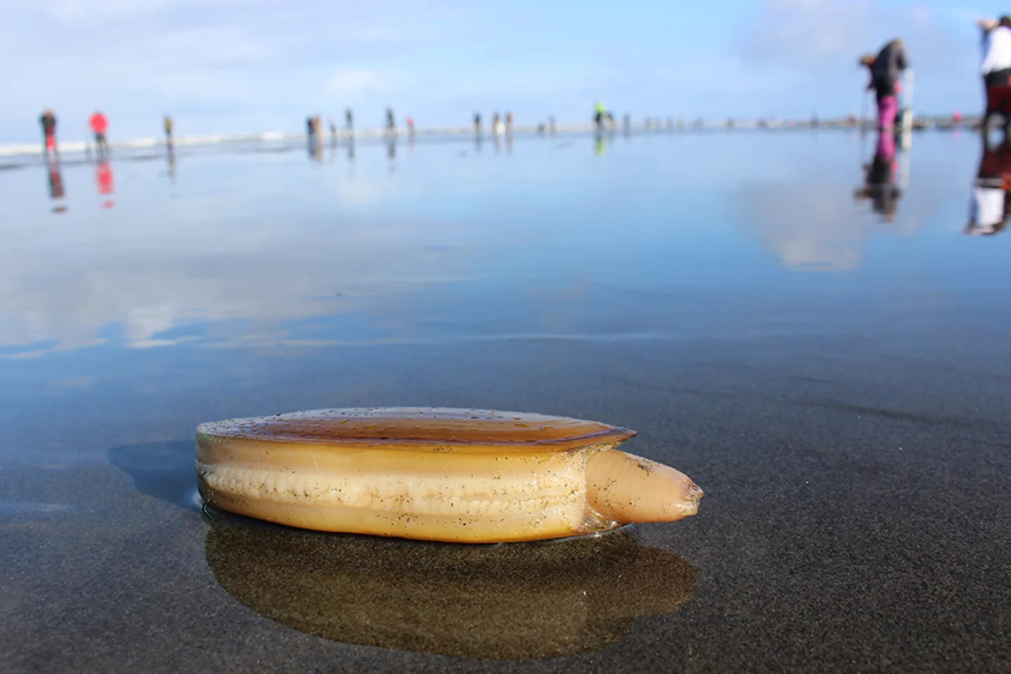 9 More Days of Razor Clamming Starts March 26th, 2025 – Seattle Fishing ...