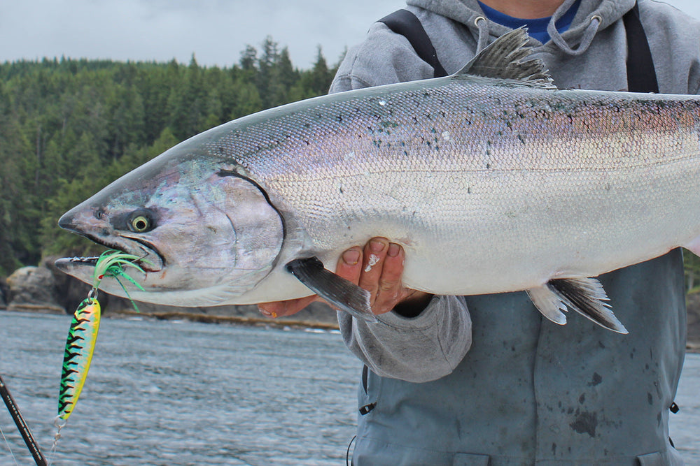 Flasher & Spoon Setup - Trolling for Chinook and Coho Salmon – Seattle ...