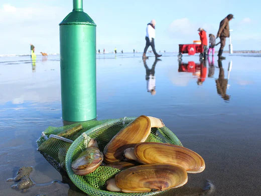 January 2025 Razor Clamming on Washington Beaches