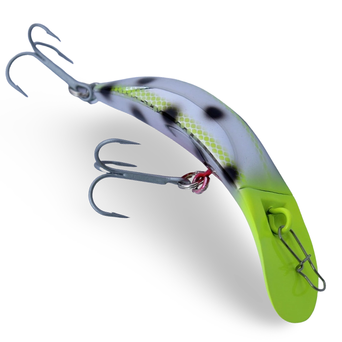 Brads Killerfish Parrot