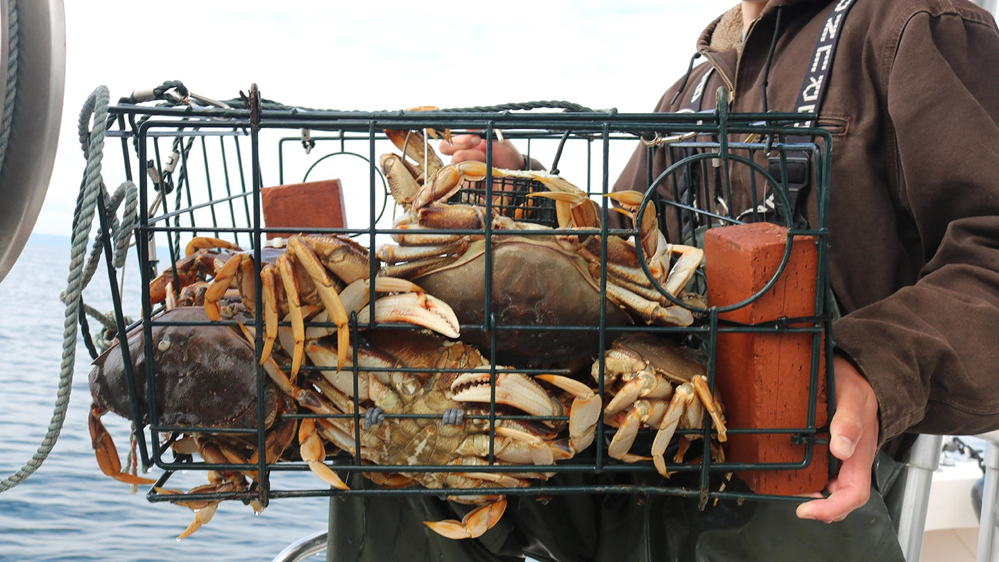 Puget Sound Dungeness Crabbing Winter