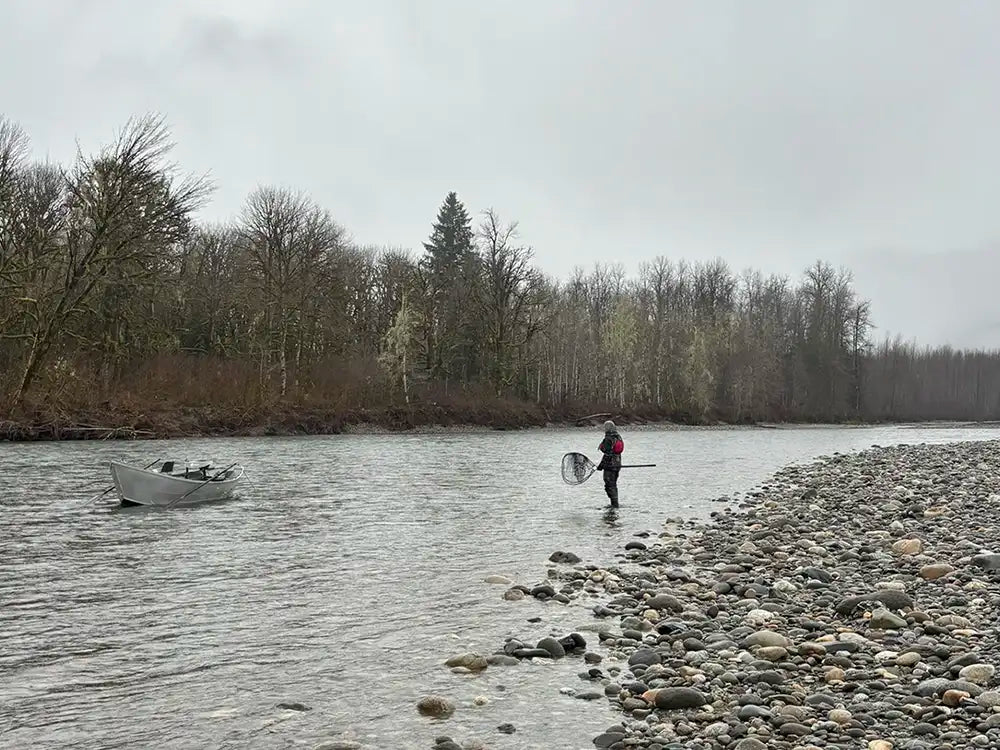 Sauk Skagit River Steelhead 2025