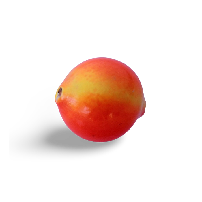 Yakima Bait Lil Corky Coral