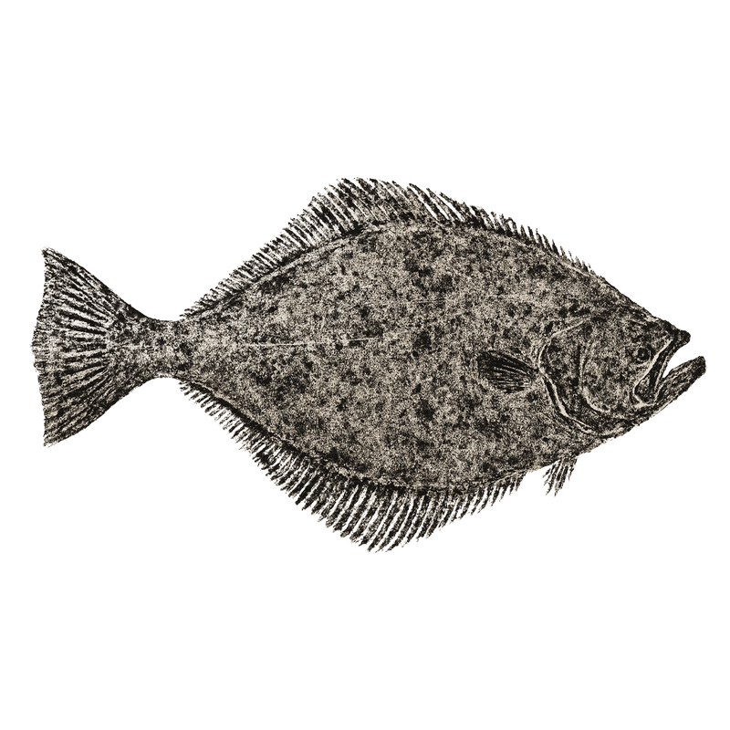 Halibut