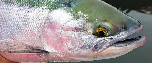 kokanee fishing tackle