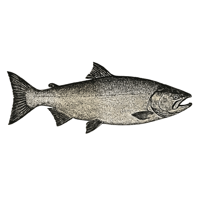 Salmon (Saltwater)