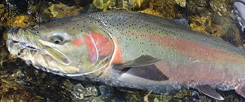 steelhead fishing tackle