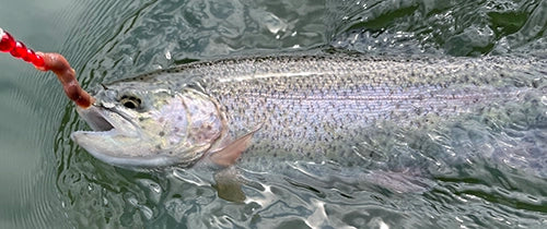 trout fishing tackle