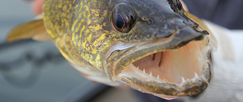 walleye fishing tackle